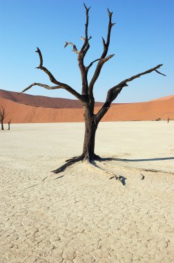 ağaç Desert - deadvlei