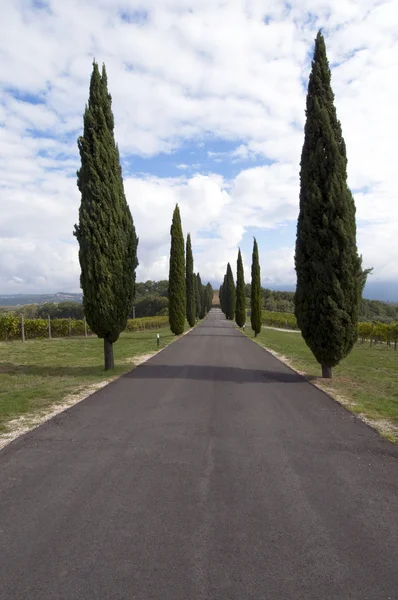 Estrada típica com cipreste Toscana campo — Fotografia de Stock