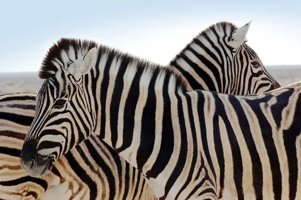 Zebra család — Stock Fotó