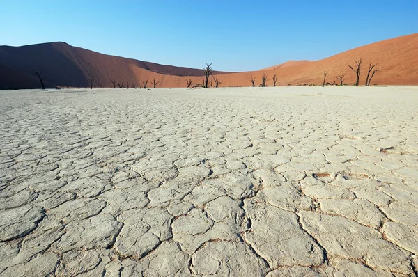 White Desert - Deadvlei — Stock Photo, Image