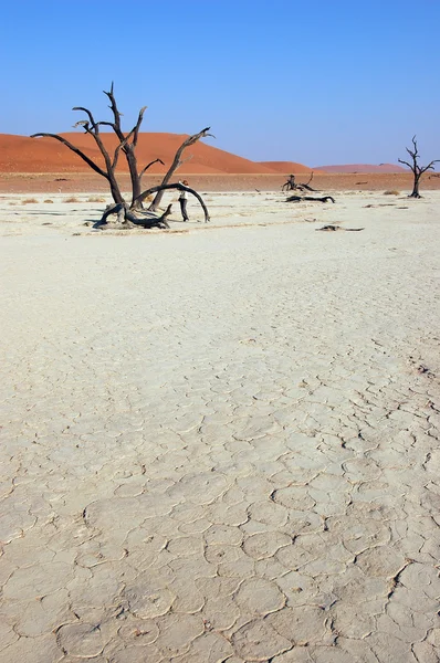 Λευκό έρημο - deadvlei — Φωτογραφία Αρχείου