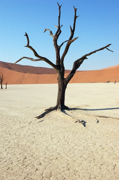 Árvore no deserto - Deadvlei — Fotografia de Stock