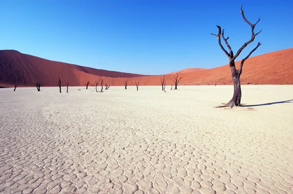 在沙漠里-deadvlei 树 — 图库照片