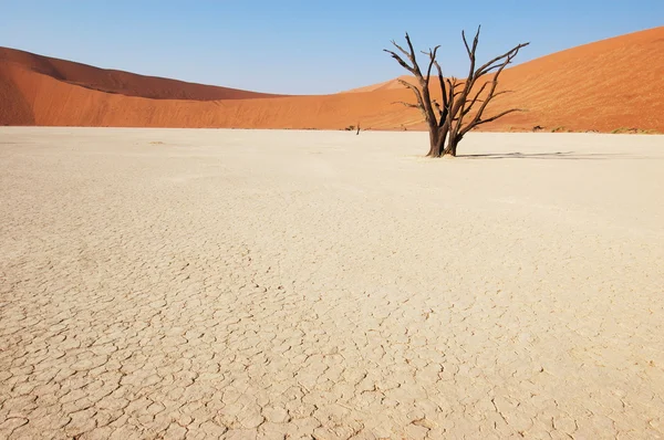 在沙漠里-deadvlei 树 — 图库照片