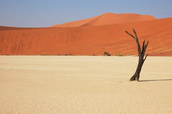 Дерево у пустелі - Deadvlei — стокове фото