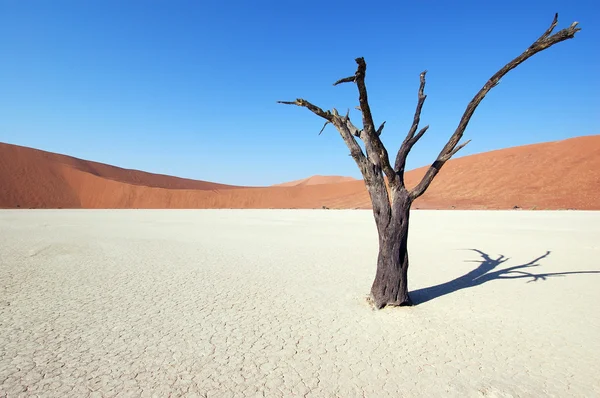 Albero nel deserto - Deadvlei — Foto Stock