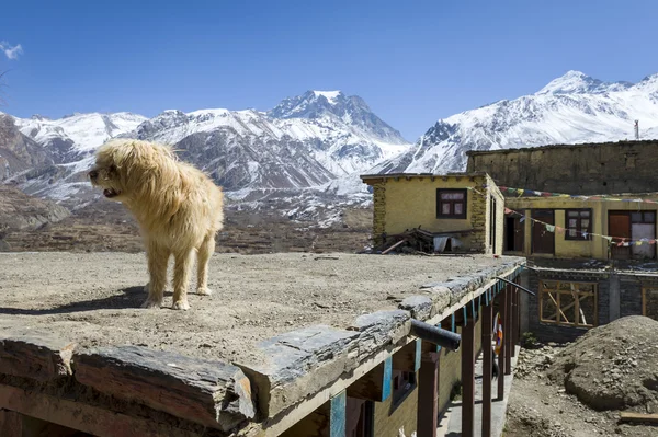 Hund på taket i himalaya bergen — Stockfoto