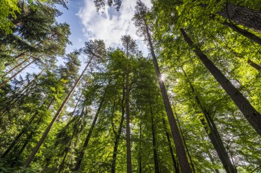 Forest trees in Puszcza Knyszynska clipart