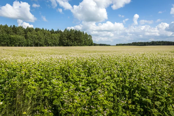 Rural field landscape in Poland — Stock Photo, Image