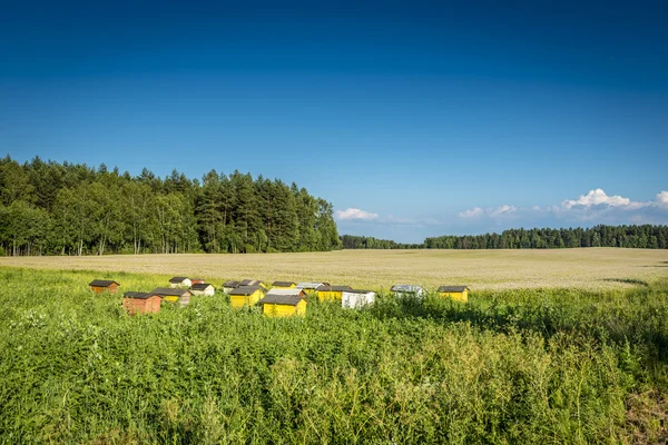 Beehives on ecological field — Stock Photo, Image