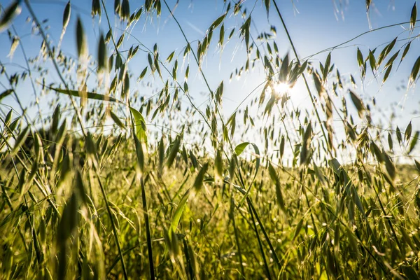 stock image Oat close up with sunbeam