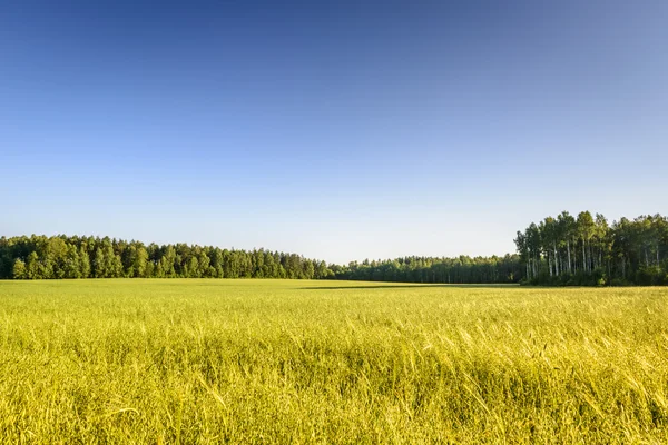 Ecologische haver veld in Polen — Stockfoto