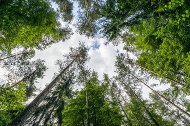 Fresh green trees in Puszcza Knyszynska clipart