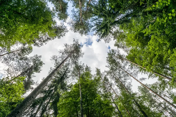Verse groene bomen in puszcza knyszynska — Stockfoto