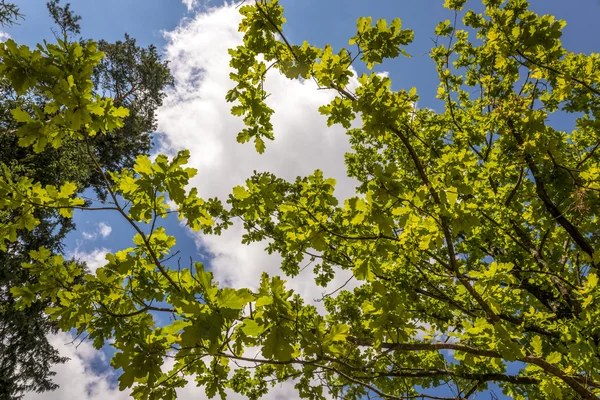 Achtergrond van groene eiken bladeren — Stockfoto