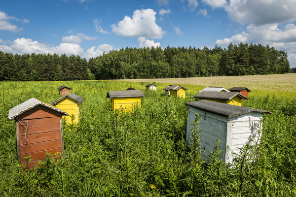 Beehives on field in Poland