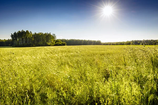 Ecological oat field — Stock Photo, Image