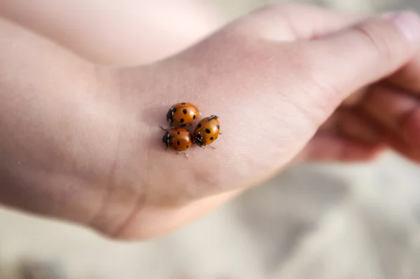 Yandan üç ladybugs — Stok fotoğraf