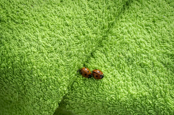 Zwei Marienkäfer auf grünem Handtuch — Stockfoto