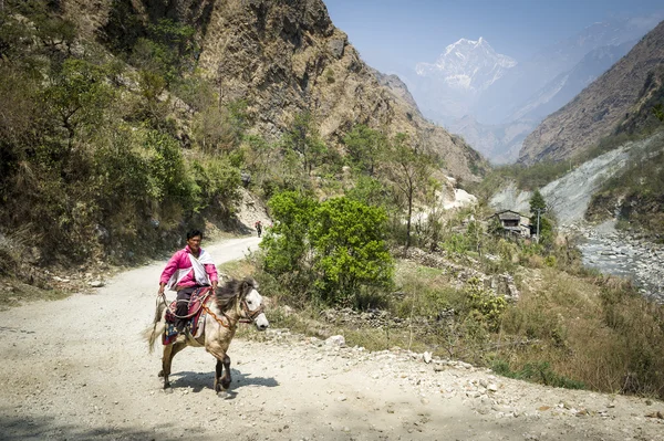 尼泊尔村民上在喜马拉雅山脉中的马 — 图库照片