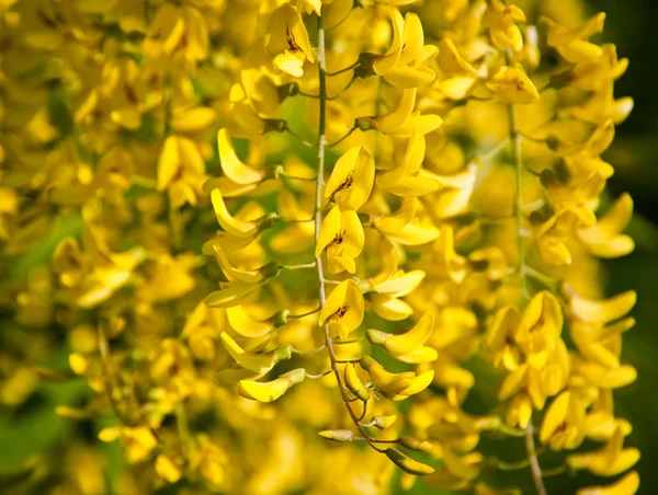 Yellow blossoms — Stock Photo, Image
