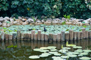 Moorhen