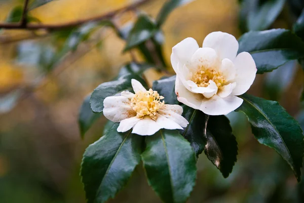 Camelias fotos de stock, imágenes de Camelias sin royalties | Depositphotos