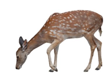 Whitetail deer fawn isolated on white, wildlife clipart