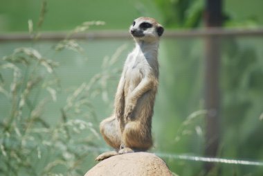 (suricata suricatta) Meerkat portre, çöl yaban hayatı