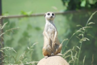 (suricata suricatta) Meerkat portre, çöl yaban hayatı