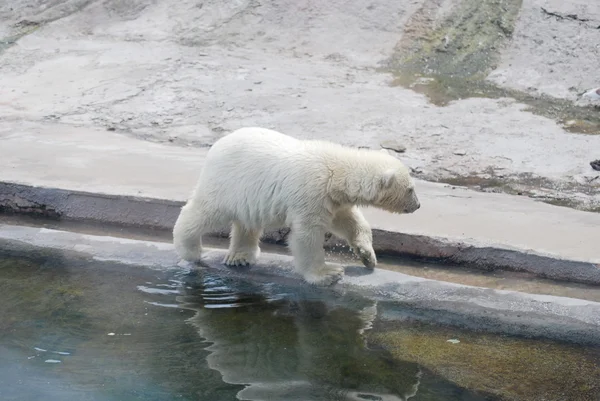 Λευκή bear cub συνεχίζεται πέτρες — Φωτογραφία Αρχείου