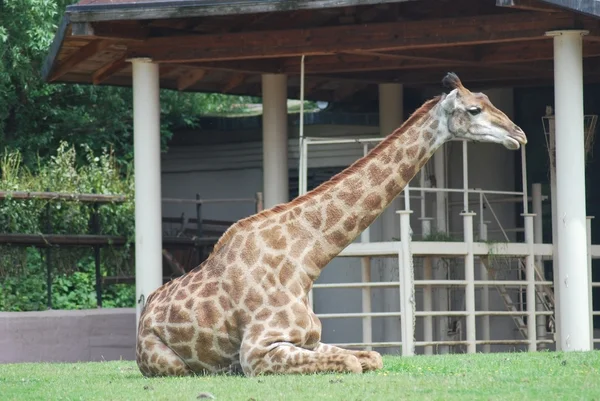 Большой пятнистый жираф, лежащий на траве — стоковое фото