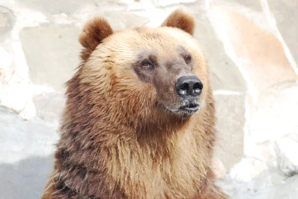 棕色的熊关闭了野生生活 — 图库照片