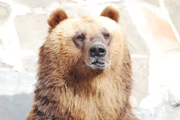 Η καφέ αρκούδα κοντά επάνω, άγρια ζωή — Φωτογραφία Αρχείου
