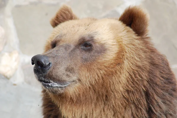 O urso marrom perto, vida selvagem — Fotografia de Stock