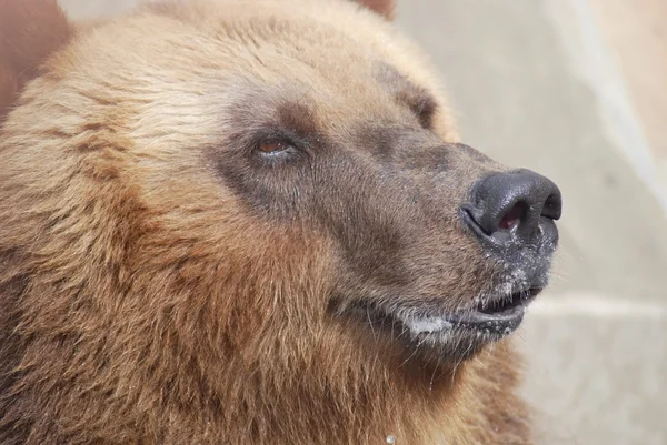 Der Braunbär aus nächster Nähe, wildes Leben — Stockfoto