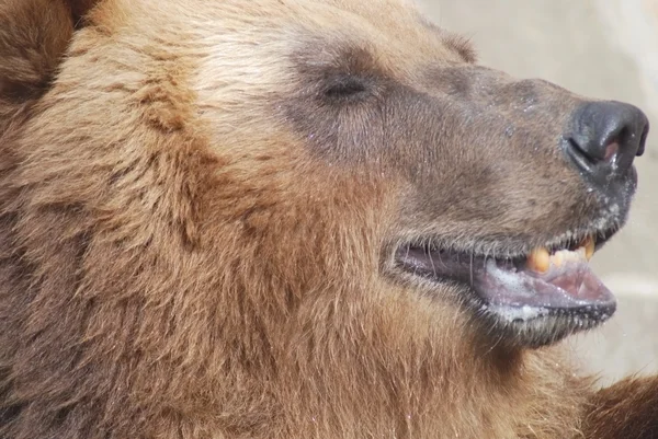갈색 곰, 야생 생활을 가까이 — 스톡 사진