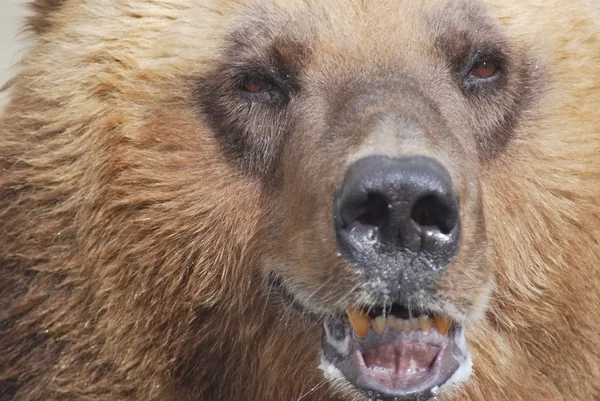 갈색 곰, 야생 생활을 가까이 — 스톡 사진