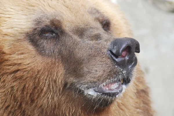 棕色的熊关闭了野生生活 — 图库照片