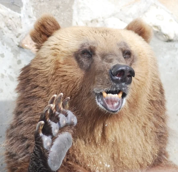 Brun björn välkomnar med en tass — Stockfoto
