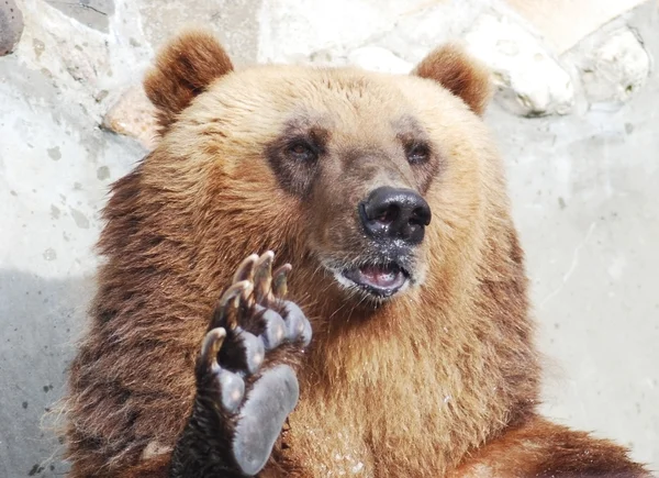 El oso pardo da la bienvenida con una pata — Foto de Stock