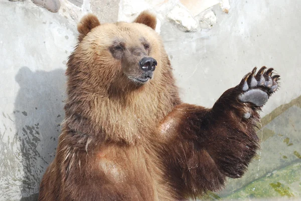 Z zadowoleniem przyjmuje niedźwiedź brunatny z lapka — Zdjęcie stockowe