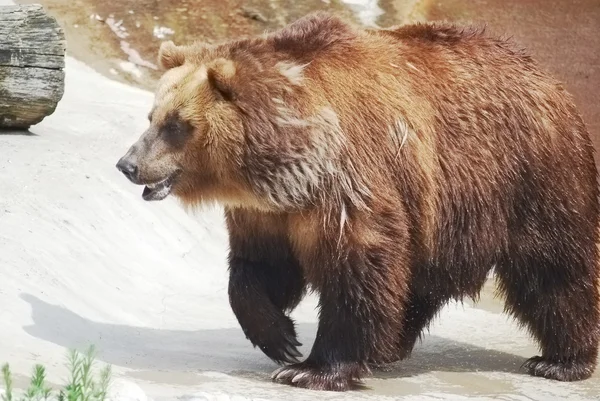 Brunbjörn i närheten upp, vilda liv — Stockfoto