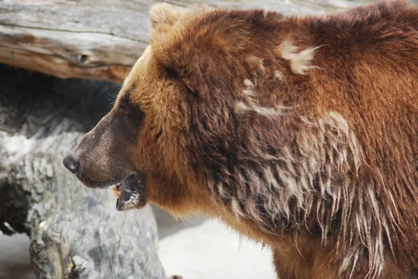Коричневий ведмідь крупним планом, дике життя — стокове фото
