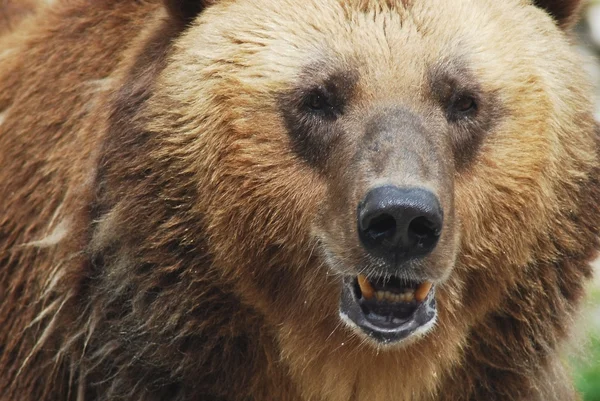 L'orso bruno da vicino, la vita selvaggia — Foto Stock
