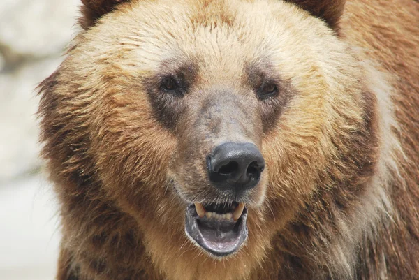 Бурый медведь близко, дикая жизнь — стоковое фото