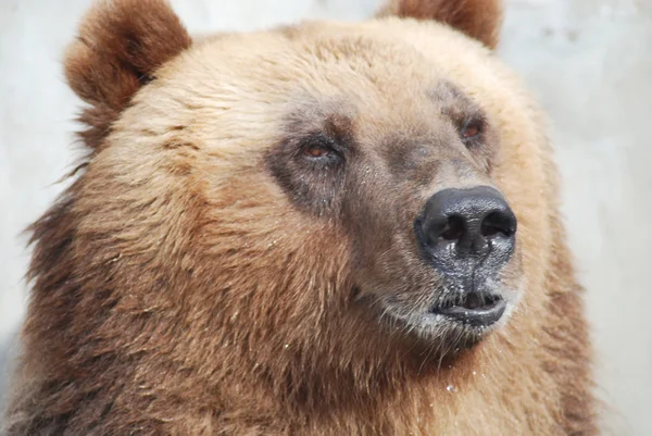 Бурый медведь близко, дикая жизнь — стоковое фото