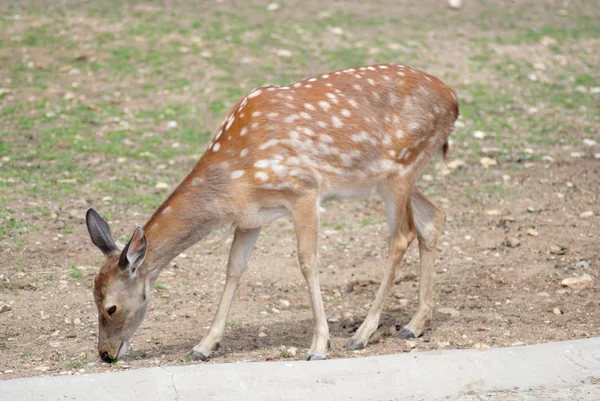 白尾鹿鹿小鹿关闭了，野生动物 — 图库照片