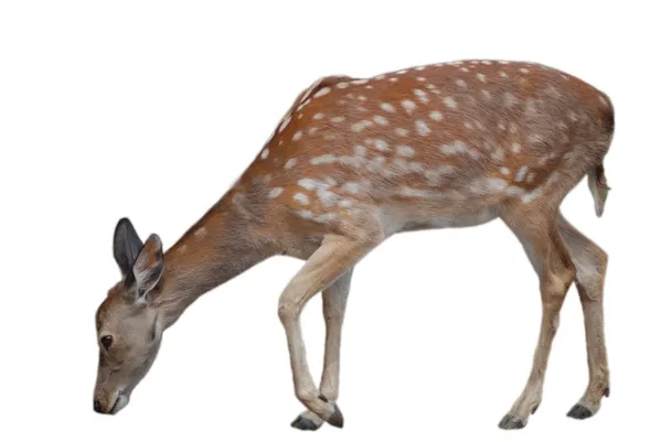 白尾鹿鹿福恩孤立上白色，野生动物 — 图库照片