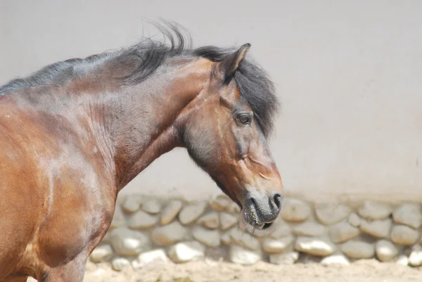 Close-up de uma bela cabeça de cavalo — Fotografia de Stock
